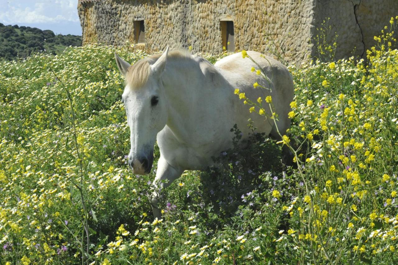 Finca La Cantarera Tarifa Exteriör bild
