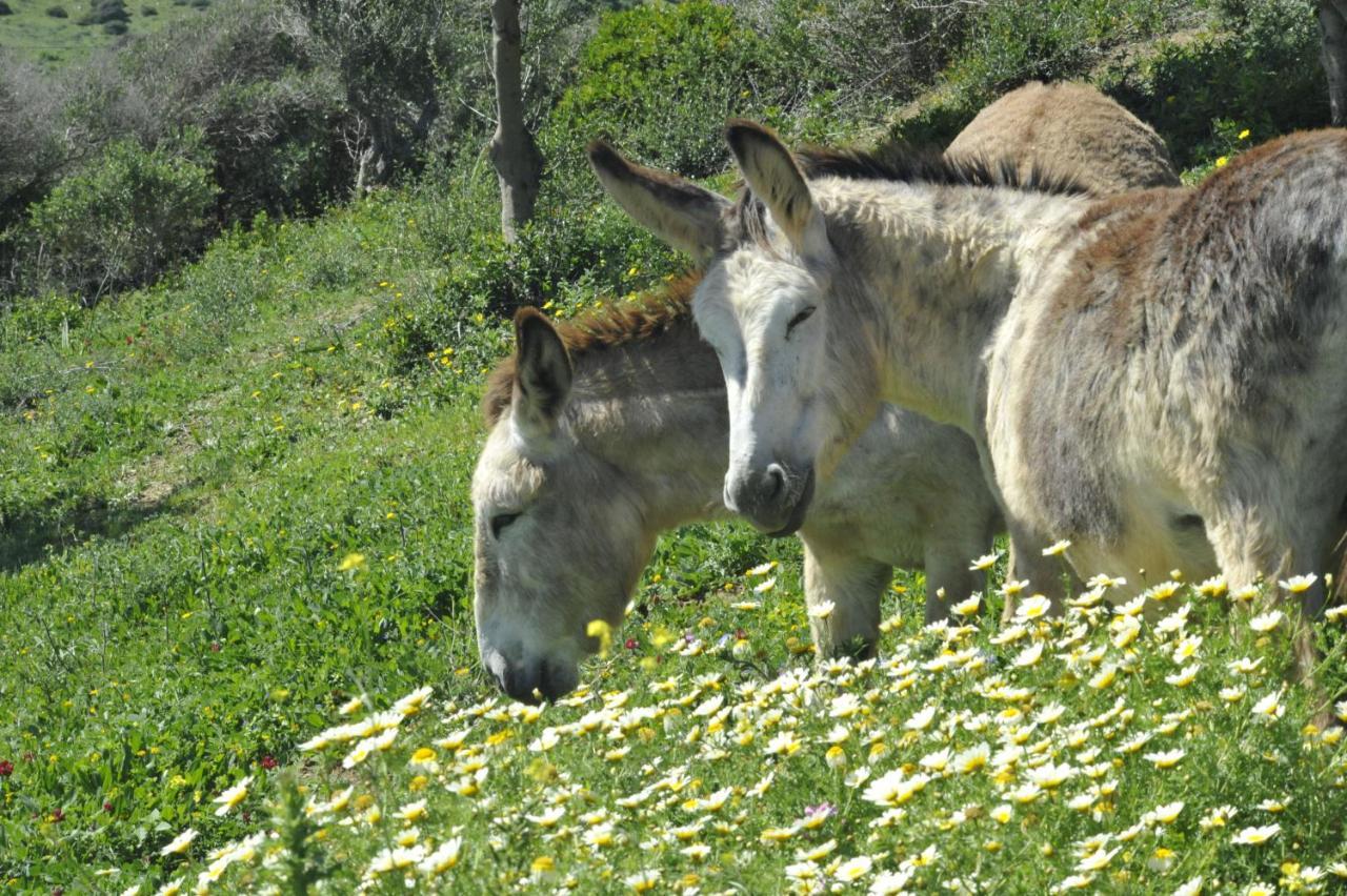 Finca La Cantarera Tarifa Exteriör bild
