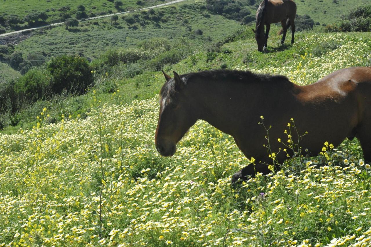 Finca La Cantarera Tarifa Exteriör bild