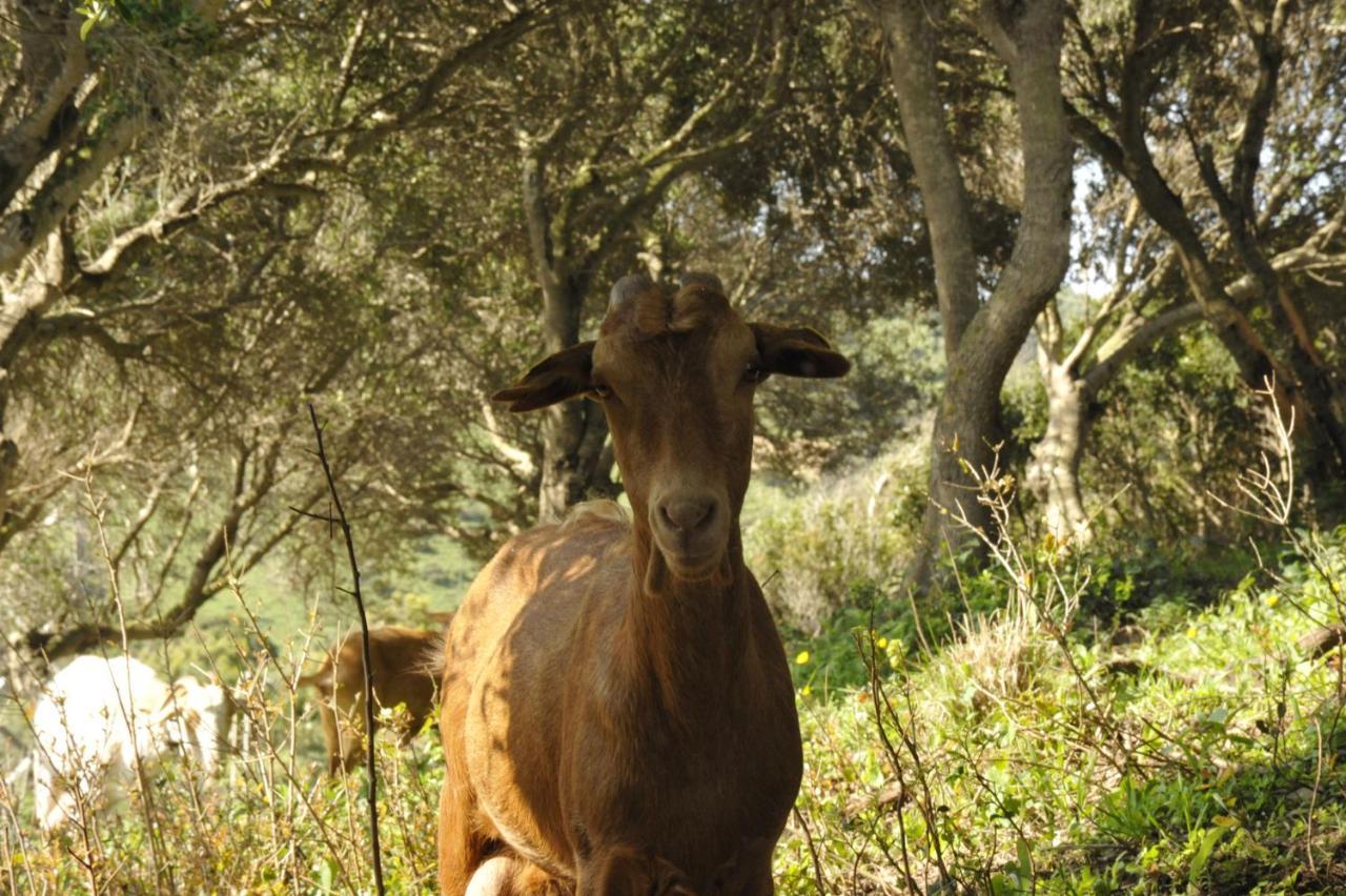 Finca La Cantarera Tarifa Exteriör bild